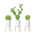 Cactus in the Home Garden. Three Cactus Plants in beautiful Pots. Plants for your house.