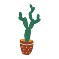 Cactus houseplant in a flower pot