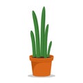 Cactus houseplant in flower pot. Cactus icon in a flat style on a white background. Succulent plant