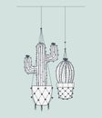 Cactus houseplants in macrame hangers