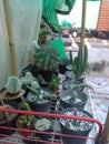 Cactus and Huernia