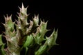 Cactus Huernia on black background Royalty Free Stock Photo