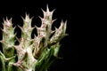 Cactus Huernia on black