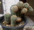 Cactus i