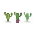 Cactus flower set. Hand drawn cacti home plant collection Royalty Free Stock Photo