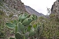 cactus on the Inca Trail to Machu Picchu. A awesome hiking trail Royalty Free Stock Photo