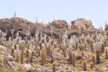 Cactus on Incahuasi island, Salar de Uyuni, Bolivia Royalty Free Stock Photo