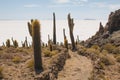 Cactus on Incahuasi island, Salar de Uyuni, Bolivia Royalty Free Stock Photo