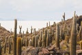 Cactus on Incahuasi island, Salar de Uyuni, Bolivia Royalty Free Stock Photo