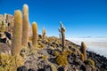 Cactus on Incahuasi island, salt flat Salar de Uyuni, Altiplano