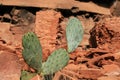 Cactus with indian ruins Royalty Free Stock Photo