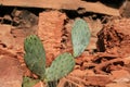 Cactus with indian ruins