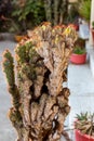 cactus infected with scale insect and mealy bugs closeup with selective focus Royalty Free Stock Photo