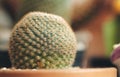 Cactus with interesting textures and beautiful