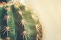Cactus with interesting textures and beautiful