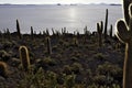 Cactus isla pescado Royalty Free Stock Photo