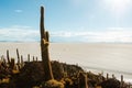 Cactus island in the Bolivian salt flat of Uyuni