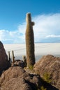 Cactus island in the Bolivian salt flat of Uyuni