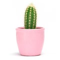 Cactus isolated with clipping path. Closeup Cacti front view in pink ceramic pot white background. Collection.