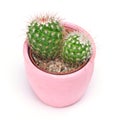 Cactus isolated with clipping path. Closeup Cacti front view in pink ceramic pot white background. Collection.