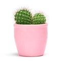 Cactus isolated with clipping path. Closeup Cacti front view in pink ceramic pot white background. Collection.