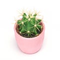 Cactus isolated with clipping path. Closeup Cacti front view in pink ceramic pot white background. Collection.