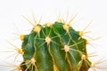 Cactus isolated. Close-up of a cactus detail with long and sharp thorns. Macro of succulent on a white background