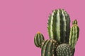 Cactus isolated on pink background. Green cactus on pink. Fashion cactus green colored on pink background