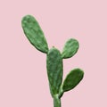 Cactus isolated on pink background minimal summer