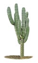 Cactus isolated on white background Royalty Free Stock Photo
