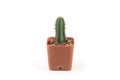 Cactus isolated white background Royalty Free Stock Photo