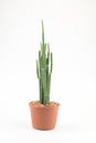 Cactus isolated white background Royalty Free Stock Photo