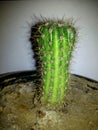 Cactus isolated on white background, Isolate Cactus in pot