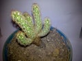 Cactus on white background, Isolate Cactus in pot
