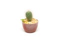 Cactus isolated on white background, Mammillaria Royalty Free Stock Photo