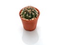 Cactus isolated on white background Royalty Free Stock Photo