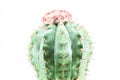 Cactus isolated on white background Royalty Free Stock Photo