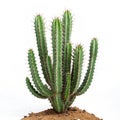 Cactus Royalty Free Stock Photo
