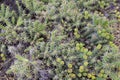 Cactus Jack Whipple Cholla 820293