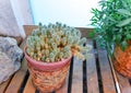 Cactus and kalanchoe in brown pots on a wooden stand. Mamillara prolifera and laciniate kalanchoe. Royalty Free Stock Photo