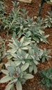 Cactus, Kalanchoe tomentosa