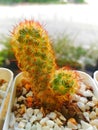 AÃÂ cactus isÃÂ a kind of plant. They are xerophyte Royalty Free Stock Photo