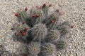 Cactus kingcup 8730
