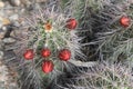 Cactus kingcup 8850