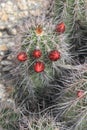 Cactus kingcup 8851