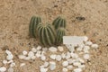 Cactus with label on the sand