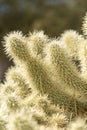 Cactus at Lake Mead visitor centre.