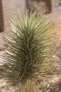 Cactus at Lake Mead visitor centre.