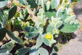 Cactus landscape. Cultivation of cacti. Cactus field. Garden of flower. Opuntia microdasys