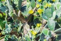 Cactus landscape. Cultivation of cacti. Cactus field. Garden of flower. Opuntia microdasys